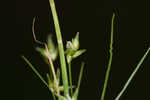 Appalachian sedge